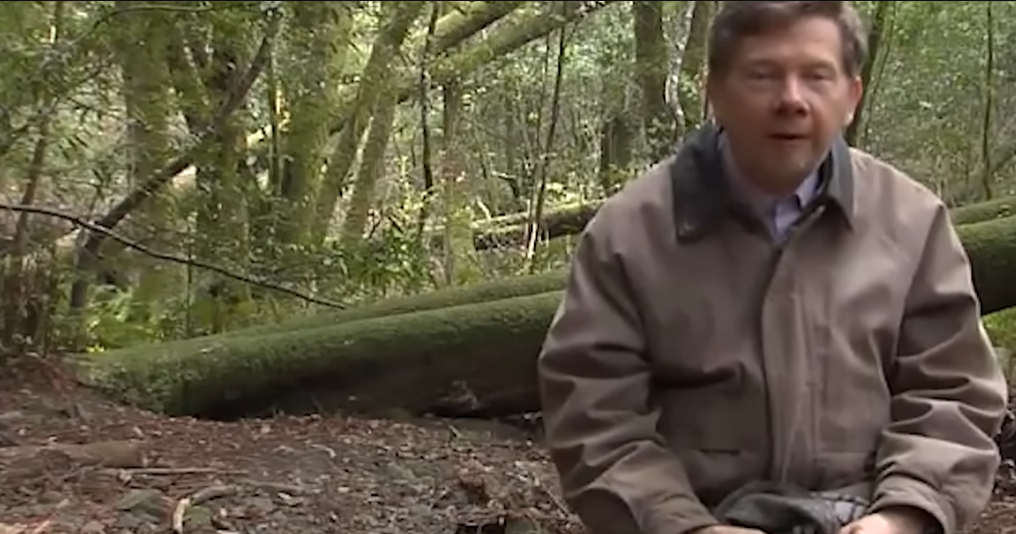 ✨🌳Quand vous dansez dans la forêt …